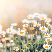 Chamomile Extract