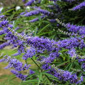 Chaste Tree Berry Extract