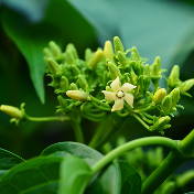 Gymnema Sylvestre Extract