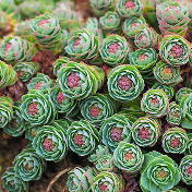 Rhodiola Rosea Extract