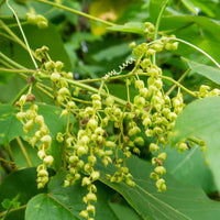 Wild Yam Extract (Dioscorea Villosa)